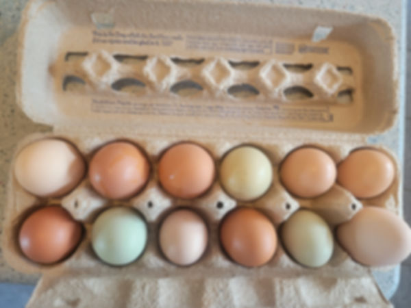 1 Dozen Free Range Chicken Eggs