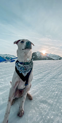 Nasi sitzt im Schnee. Im Hintergrund der Sonnenuntergang in den Bergen