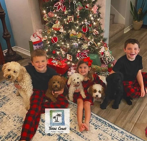 texascoastpoodlesanddoodleschristmaspic.jpeg