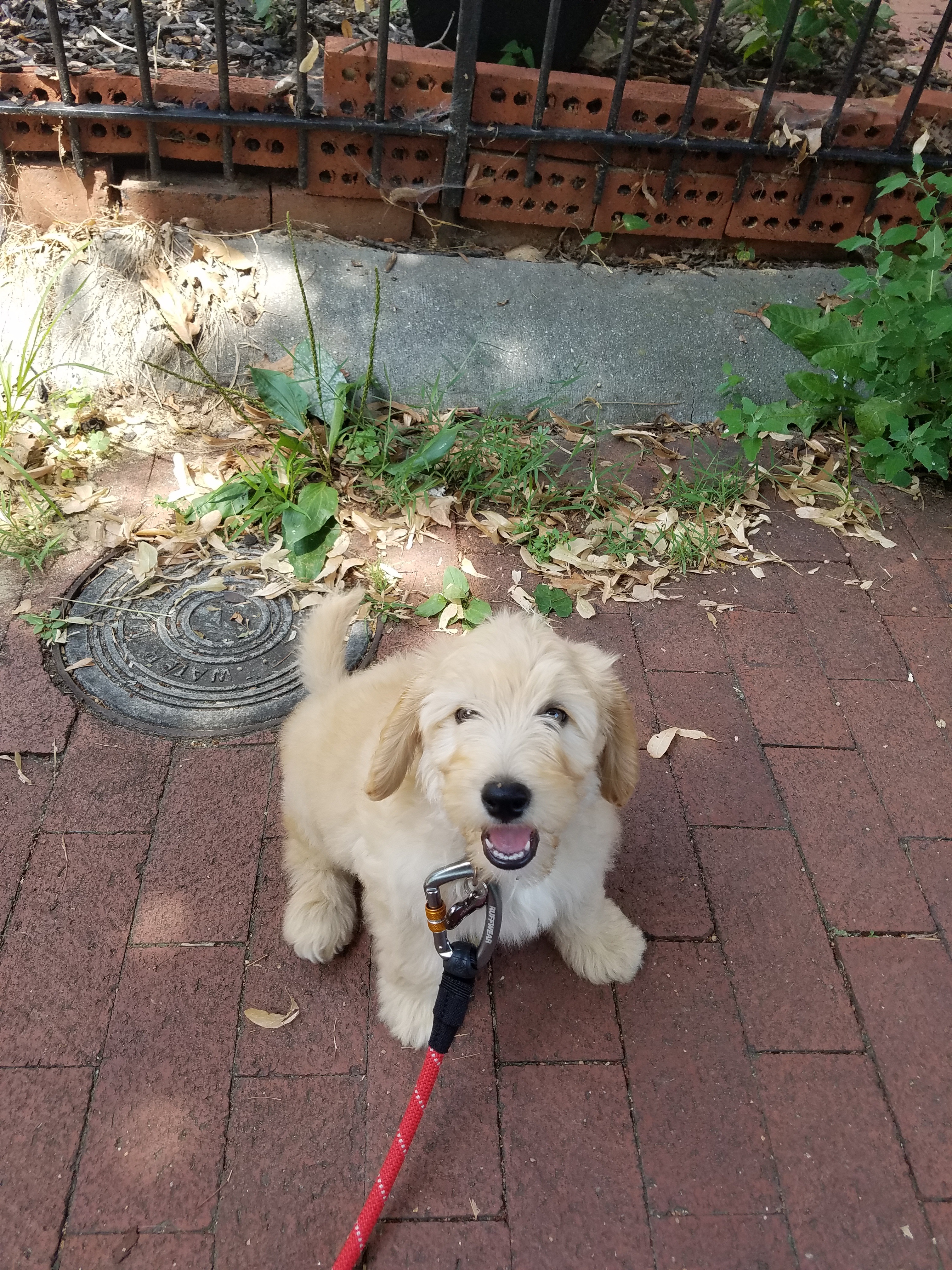 Cooper