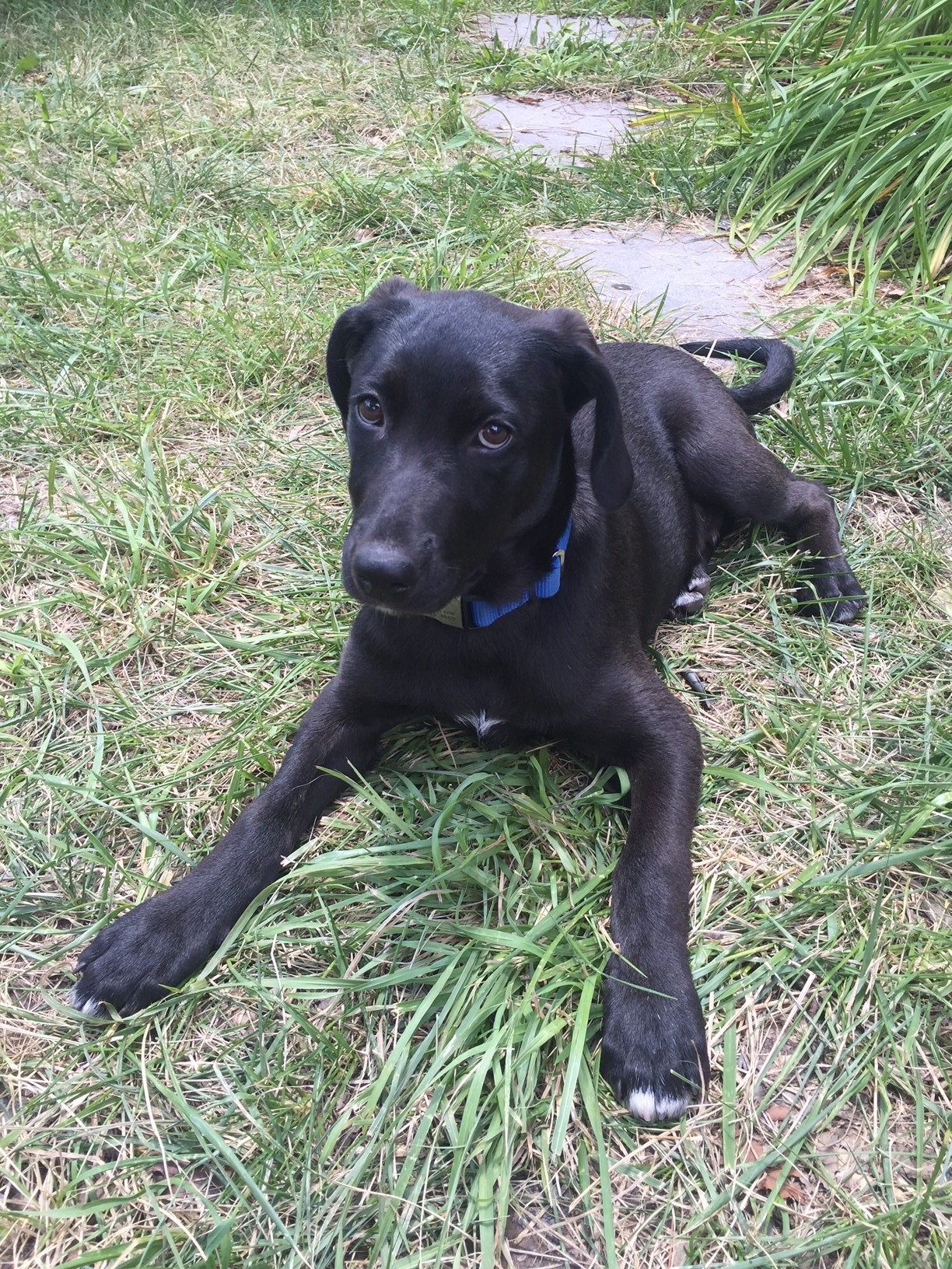 Loki