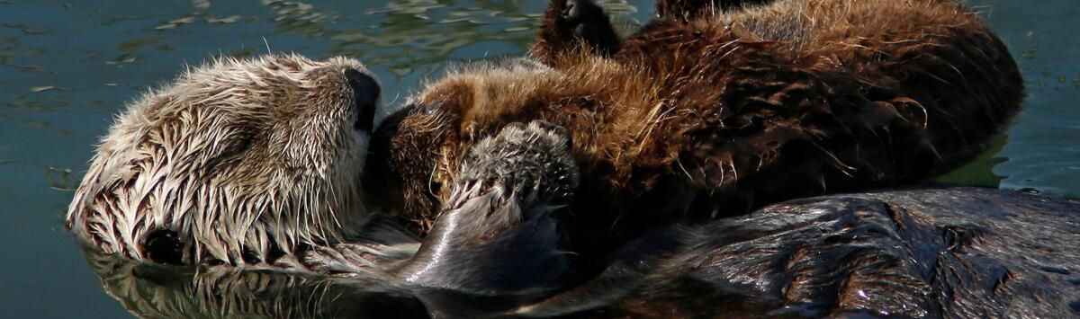 Best Western Tradewinds Amenities