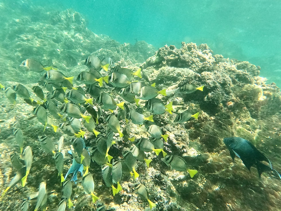Vibrant sea life in the National Park