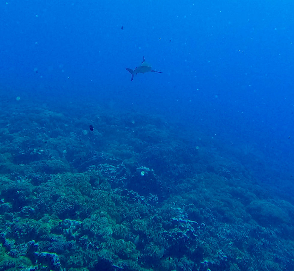 Just another shark headed straight toward us...