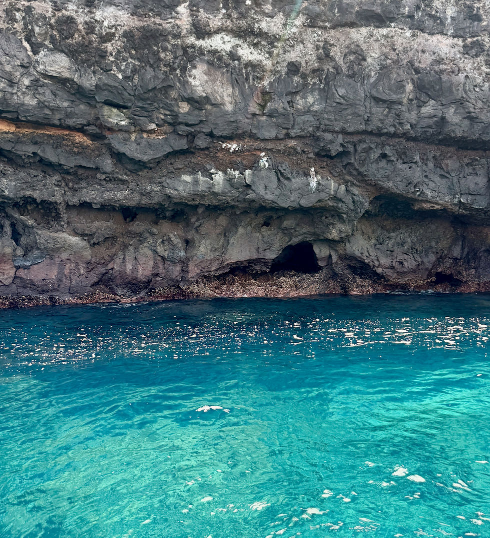 Several Blue-footed boobies are resting on the cliffside
