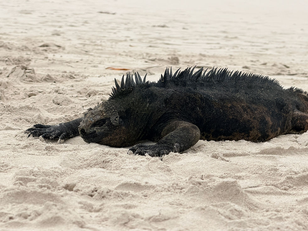 Underwater in the Galapagos