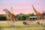 Werribee Open Range Zoo - Rainbow Families Day