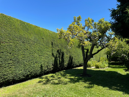 Why Choose Wessex Tree Care for Hedge Trimming?
