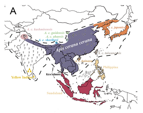 Eight subspecies of Apis cerana are defined by evolutionary independence, diagnosable traits and geographic isolation