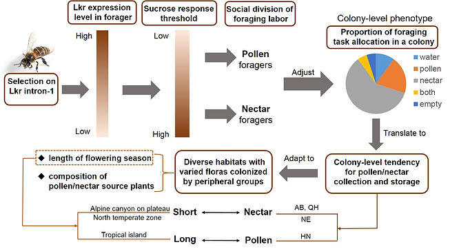A proposed model showing how Lkr under selection translates to a colony-level adaptive phenotype