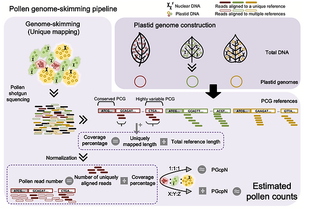 Pollen genome skimming pipeline.