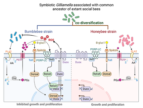 Honey bees use their innate immune system to distinguish native symbionts from non-native bacteria. Foreign microbes activate Duox expression and ROS production, helping maintain gut microbial homeostasis.