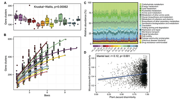 Despite broad similarity in overall gut microbiota composition, A. cerana exhibits distinct functional variation among subspecies, with microbial functional profiles correlated with local diets