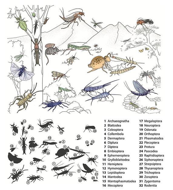 The diversity of Hexapoda and bias in taxon selection for genome sequencing.