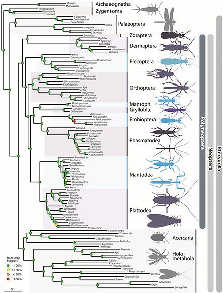 The 1KITE phylogeny of early winged insects