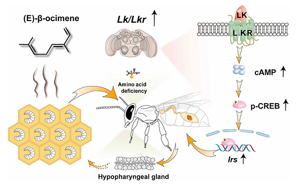 The larval hunger pheromone EBO stimulates protein craving in nurse bees, increasing pollen intake and hypopharyngeal gland development.