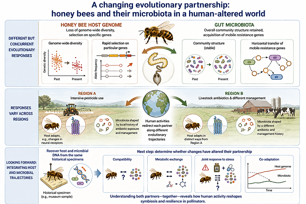 Human activities are reshaping host and microbiota evolution, often along different evolutionary trajectories (AI-generated figure).