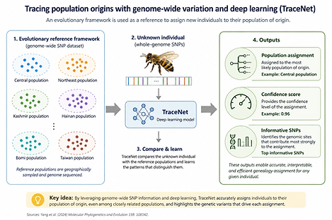 An evolutionary reference framework enables rapid assignment of unknown individuals to geographic populations.