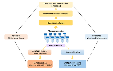 Genome skimming outperforms metabarcoding for quantitative community analysis.