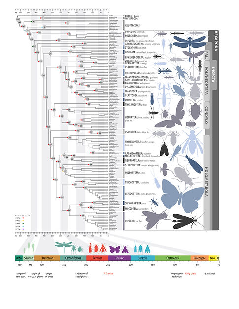 The 1KITE phylogeny of Hexapoda