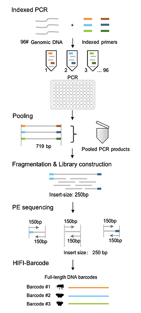 HIFI-Barcode reconstructs full-length COI barcodes from bulk sequencing, reducing production costs.