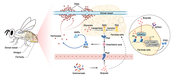 The relationship between honey bees and their gut microbiota is reciprocal: the host shapes its microbiota, and the microbiota, in turn, strengthens host immunity through metabolic signalling.