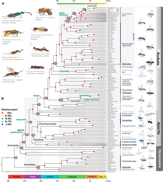 The 1KITE phylogeny of Hymenoptera