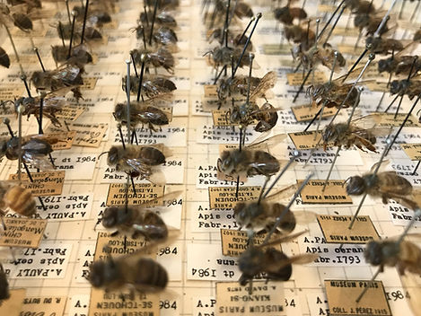 Apis cerana specimens dating back approximately 120 years from the Paris Natural History Museum provide a crucial genomic snapshot of populations before exposure to major agricultural impacts.