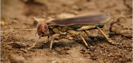 Reconstructed model of the last common ancestor of Polyneoptera