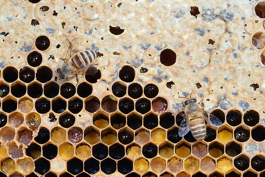 Colony food stock (pollen vs. nectar) is balanced by the nutritional demands of the brood