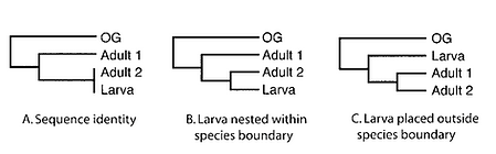 DNA-based association of insect life stages