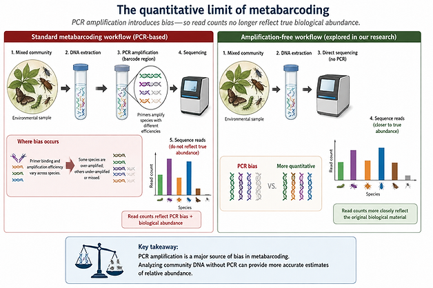 PCR amplification bias in metabarcoding workflows