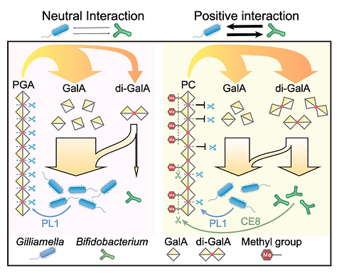 Diet determines when gut bacteria cooperate, allowing complementary microbial functions to improve pollen digestion.