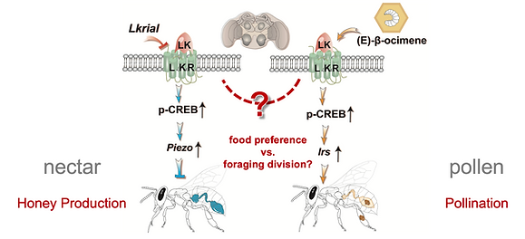 Lk/Lkr balances colony nutrition by promoting protein intake and suppressing sucrose intake in worker bees.