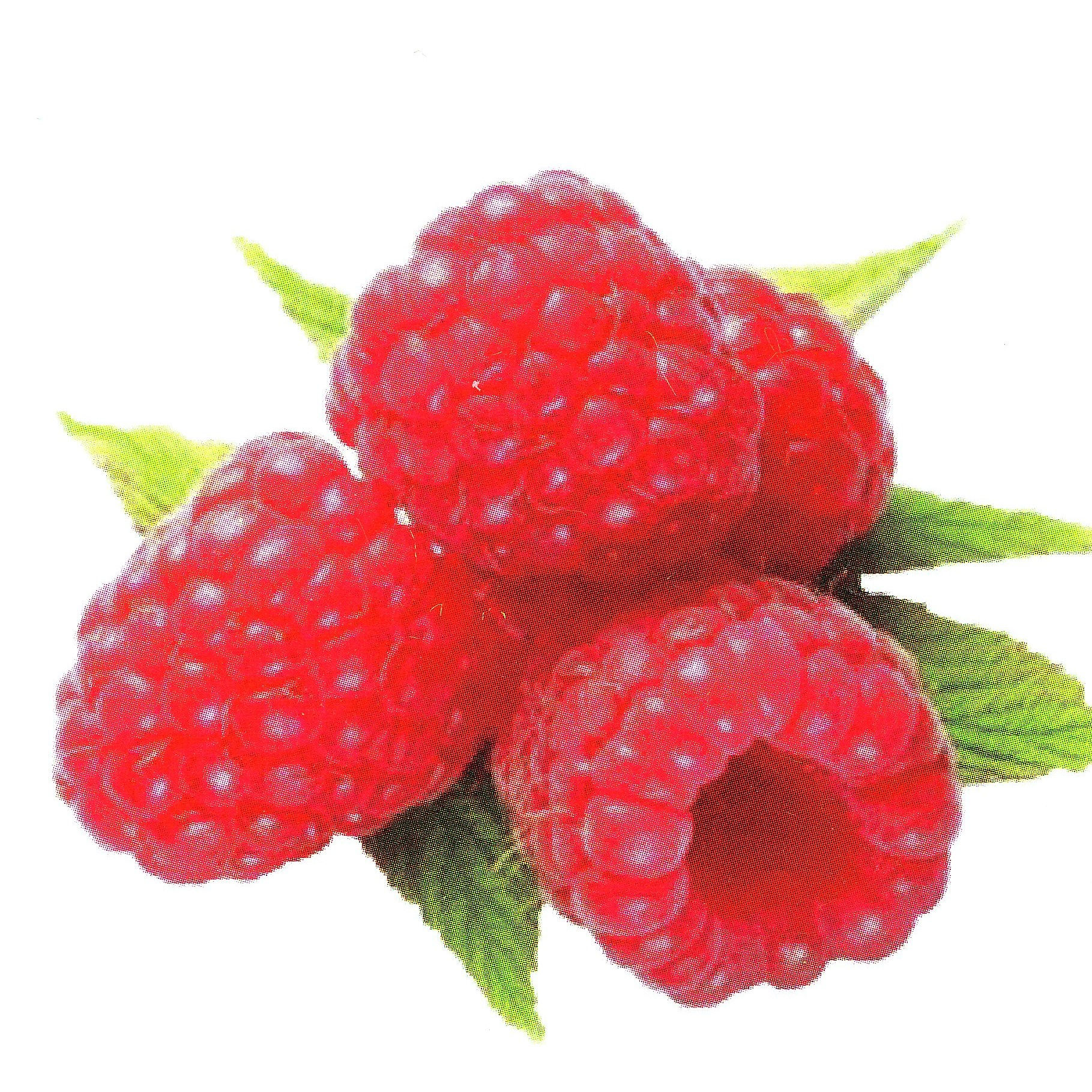 Very Raspberry