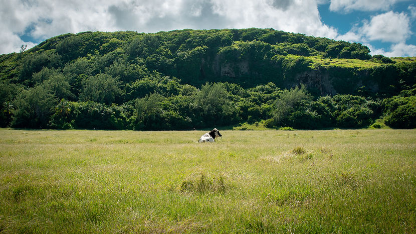 lone cow in barbados sun