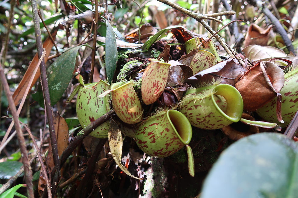 Pitcher plants