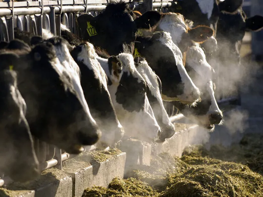 Gripe aviar en vacas lecheras se amplía en EU; granjas en Kansas y Nuevo México se infectan