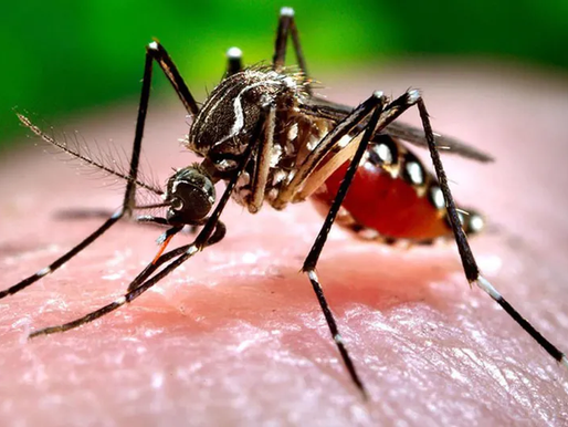 Mueren 119 personas por dengue en lo que va del año en Argentina; "estamos asustados"