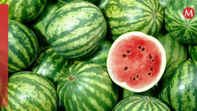 ¿Existe una FRUTA que te quita la sed? Este ejemplar lleno de agua será tu mejor aliado