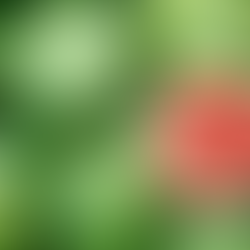 ¿Existe una FRUTA que te quita la sed? Este ejemplar lleno de agua será tu mejor aliado