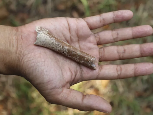 Fósiles revelan la existencia de pequeños 'hobbits' en isla de Indonesia hace 700 mil años