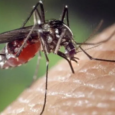 Secretaría de Salud reactiva protocolo ante aumento de casos de dengue en México