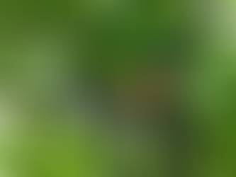 Detectan primer caso humano por mortal virus B en Hong Kong