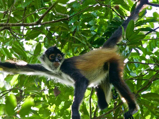 Detectan primer caso humano por mortal virus B en Hong Kong