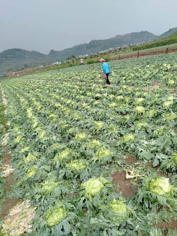 Emergency Support after the Storm