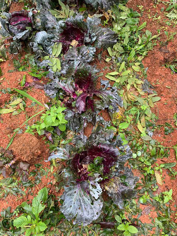 Emergency Support after the Storm