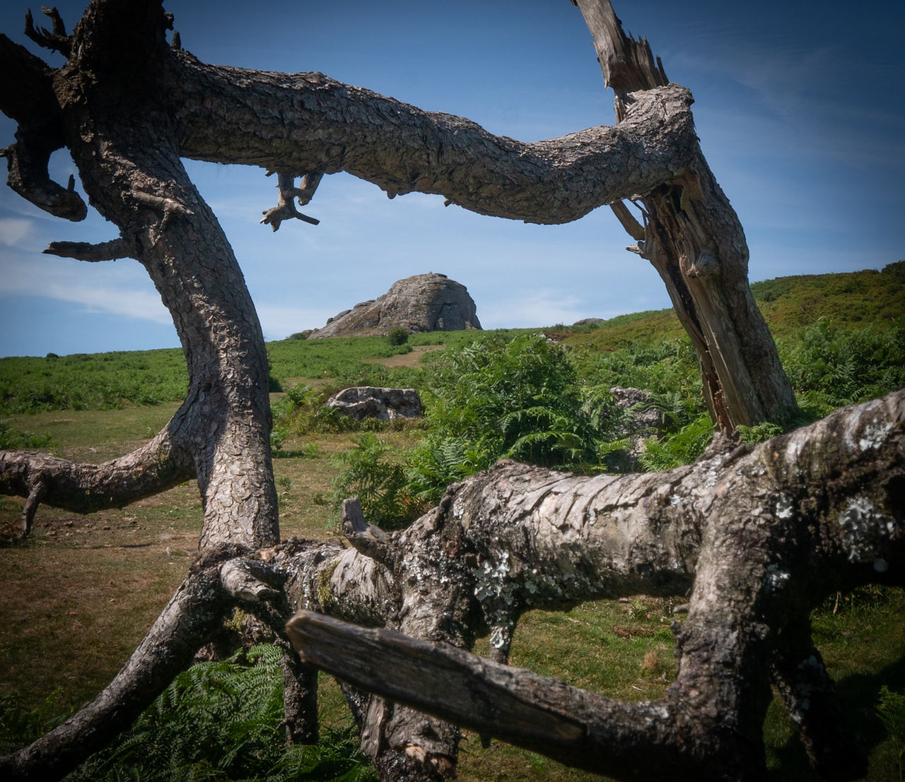 Haytor Through Fallen Trees