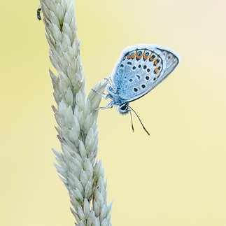 Suzanne Parsons - Silver Studded Blue with Ant (Print)