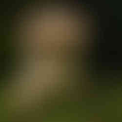 Bob Reynolds-Common Puffball Life (Nature). Print: 1st Place